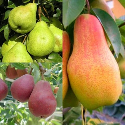 Комплект ГРУШЕВОЕ АССОРТИ в Владикавказе