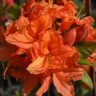 Азалия МАНДАРИН ЛАЙТС листопадная в Владикавказе