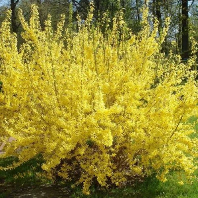 Форзиция ФОРЧУНА в Владикавказе