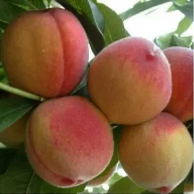 Персик ТУРИСТ в Владикавказе