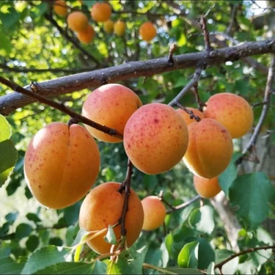 Абрикос ЖЕРДЕЛА в Владикавказе