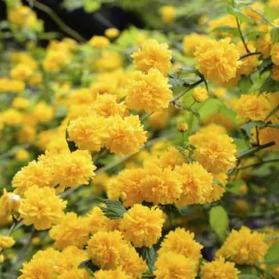 Керрия японская АУРЕОВАРИЕГАТТА в Владикавказе