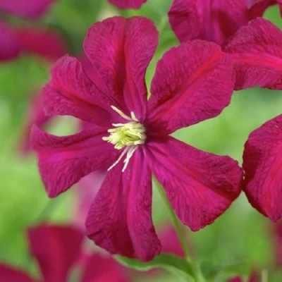 Клематис МАДАМ ДЖУЛИЯ КОРРЕВОН в Владикавказе