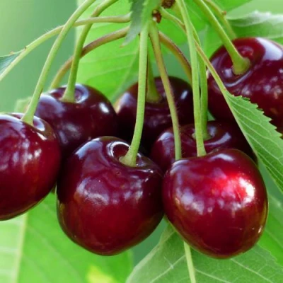 Дюк ЖИВИЦА (ЧЕРЕВИШНЯ) в Владикавказе