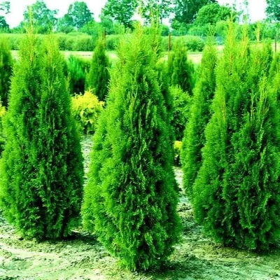 Туя ВИДМАНТ западная в Владикавказе