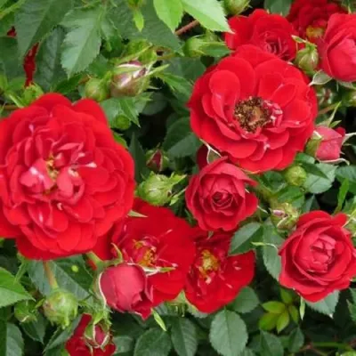 саженцы розы Ред Каскад