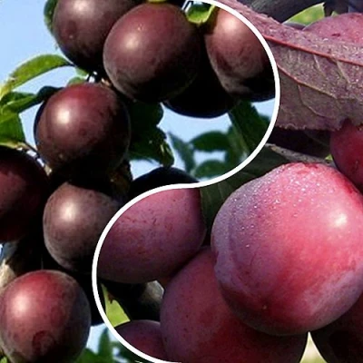 Комплект ИЗЮМИНКА САДА в Владикавказе