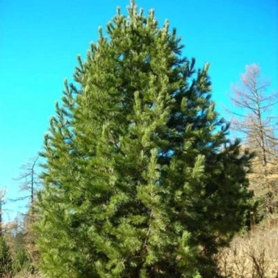 Сосна кедровая сибирская в Владикавказе