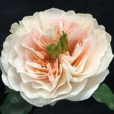 саженцы розы Чарити