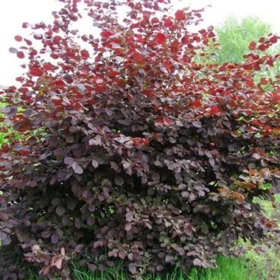 Фундук СИРЕНА в Владикавказе