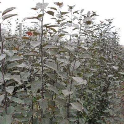 Подвой яблони 54-118 в Владикавказе