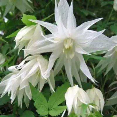 Княжик АЛЬБИНА ПЛЕНА белый махровый в Владикавказе