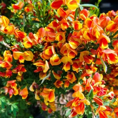 Ракитник АНДРЕАНУС в Владикавказе