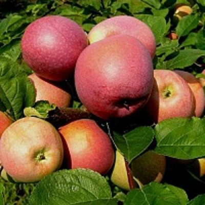 Яблоня СЛАВА ПОБЕДИТЕЛЯМ в Владикавказе