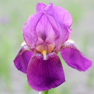 Ирис ИМПЕРАТОР бородатый в Владикавказе