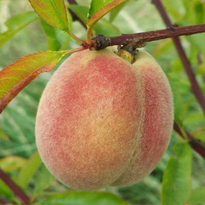 Персик ЕЛГАВСКИЙ в Владикавказе