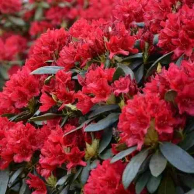 Рододендрон БУЗУКИ в Владикавказе