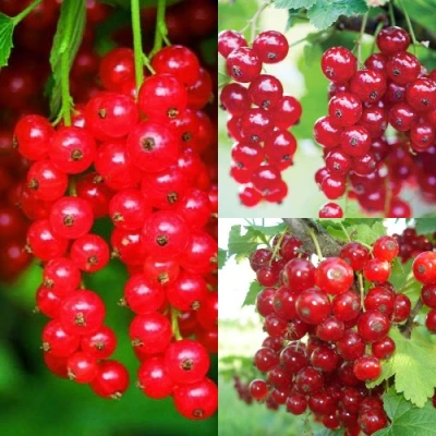 Комплект КРАСНЫЙ УРОЖАЙ в Владикавказе