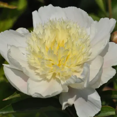 Пион ЗОЛОТАЯ ШПИЛЬКА травянистый в Владикавказе