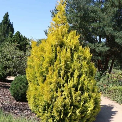 Туя СТОУНХАМ ГОЛД складчатая в Владикавказе