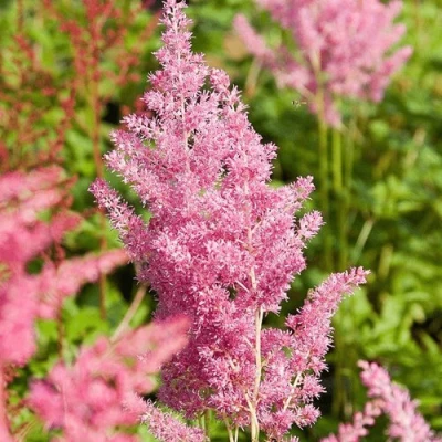 Астильба РЕЙНЛЕНД японская в Владикавказе