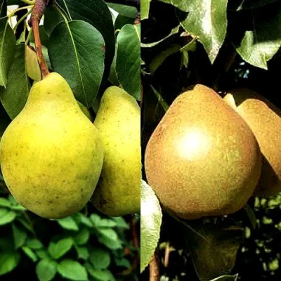 Комплект ДУЭТ в Владикавказе