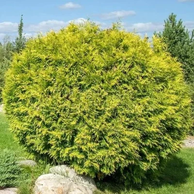 Туя ГОЛДЕН ГЛОБ западная в Владикавказе