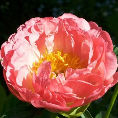 Пион КОРАЛ БИЧ травянистый в Владикавказе