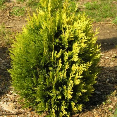 Туя КОППЕР ГОЛД западная в Владикавказе