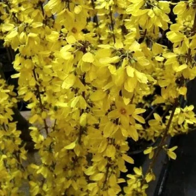 Форзиция ГОЛДРАУШ в Владикавказе