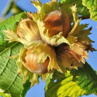 Фундук ТОНДА РОМАНА в Владикавказе