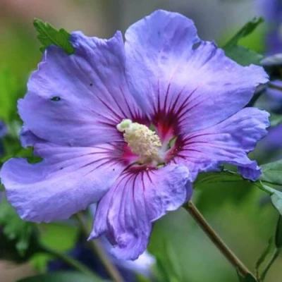 Гибискус МАРИНА сирийский в Владикавказе