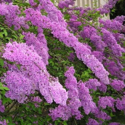 Сирень КИТАЙСКАЯ в Владикавказе