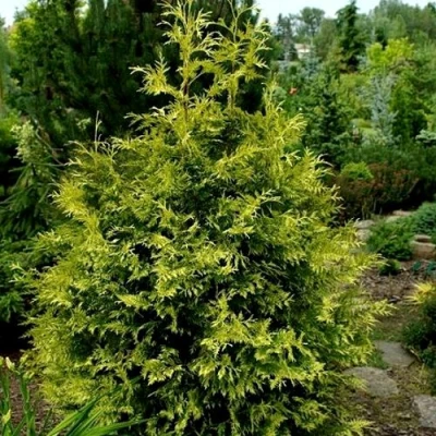 Туя ЗЕБРИНА ЭКСТРА ГОЛД складчатая в Владикавказе