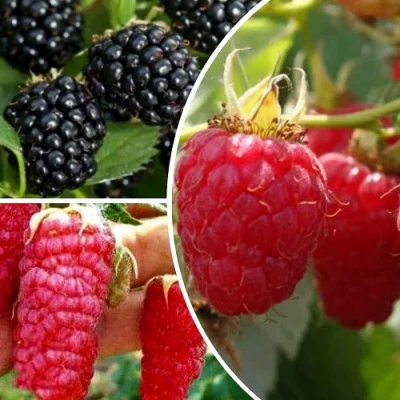 Комплект ЯГОДНЫЙ МИКС в Владикавказе