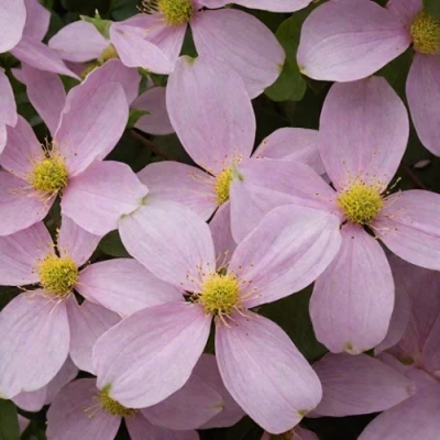 Клематис ГОРНЫЙ в Владикавказе