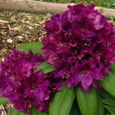 Рододендрон ПОЛАРНАХТ в Владикавказе