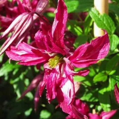 Клематис РОЗАЛИН в Владикавказе