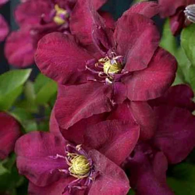 Клематис ЯН III СОБЕСКИ в Владикавказе