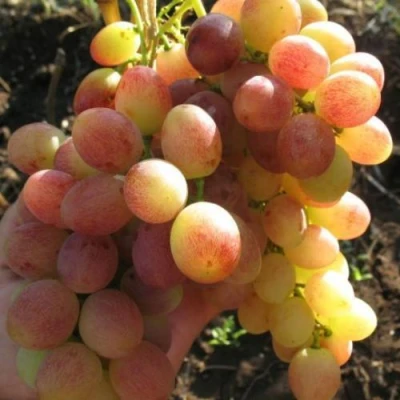 виноград Тасон