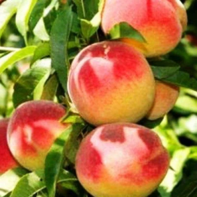 Персик НОВОСЕЛКОВСКИЙ в Владикавказе