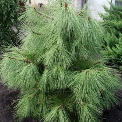 Сосна желтая  в Владикавказе