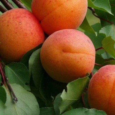 Абрикос ГРАФИНЯ в Владикавказе