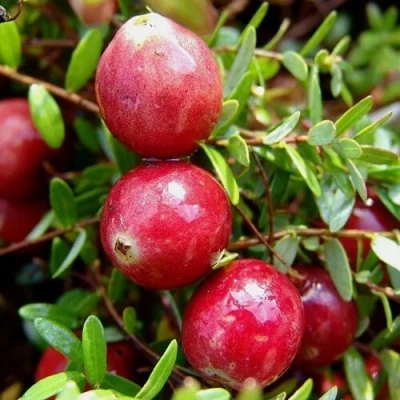 Клюква СТИВЕНС в Владикавказе