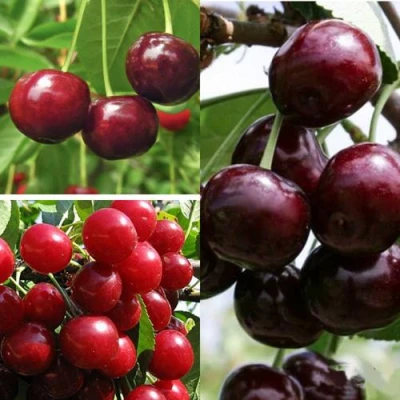 Комплект ВИШНЕВЫЙ САД в Владикавказе