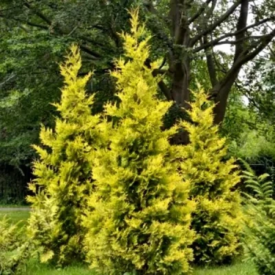 Туя ГОЛДЕН БРАБАНТ западная в Владикавказе
