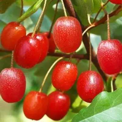 Гуми ТАИСА (ЛОХ МНОГОЦВЕТКОВЫЙ) в Владикавказе