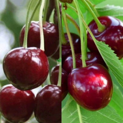 Комплект ВИШНЕВЫЙ ТАНДЕМ в Владикавказе