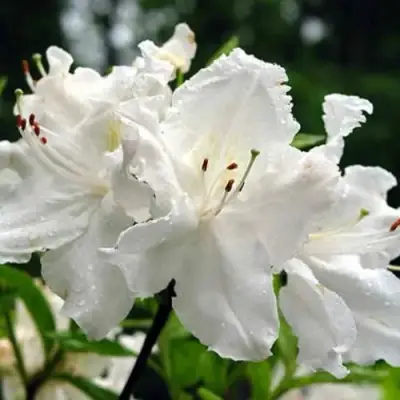 Азалия ОКСИДОЛ листопадная в Владикавказе