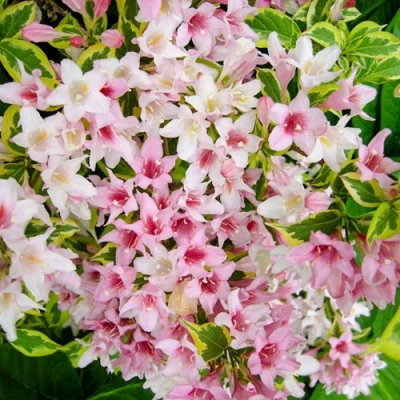 Вейгела САННИ ПРИНЦЕСС в Владикавказе